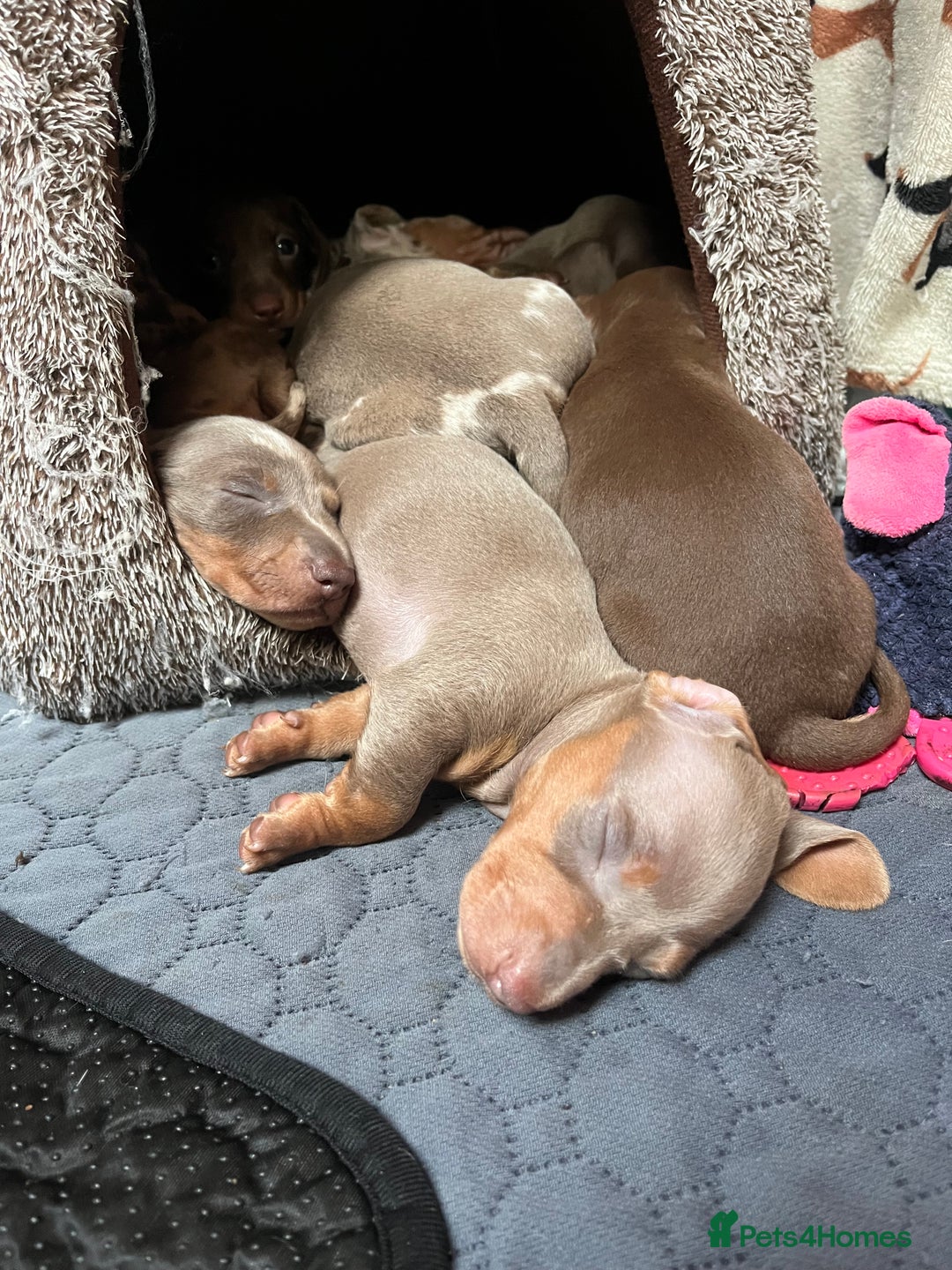 Miniature Dachshund dogs for sale: RARE KC 2 Isabella+tan boys, 1 chocolate and tan  - Advert 7