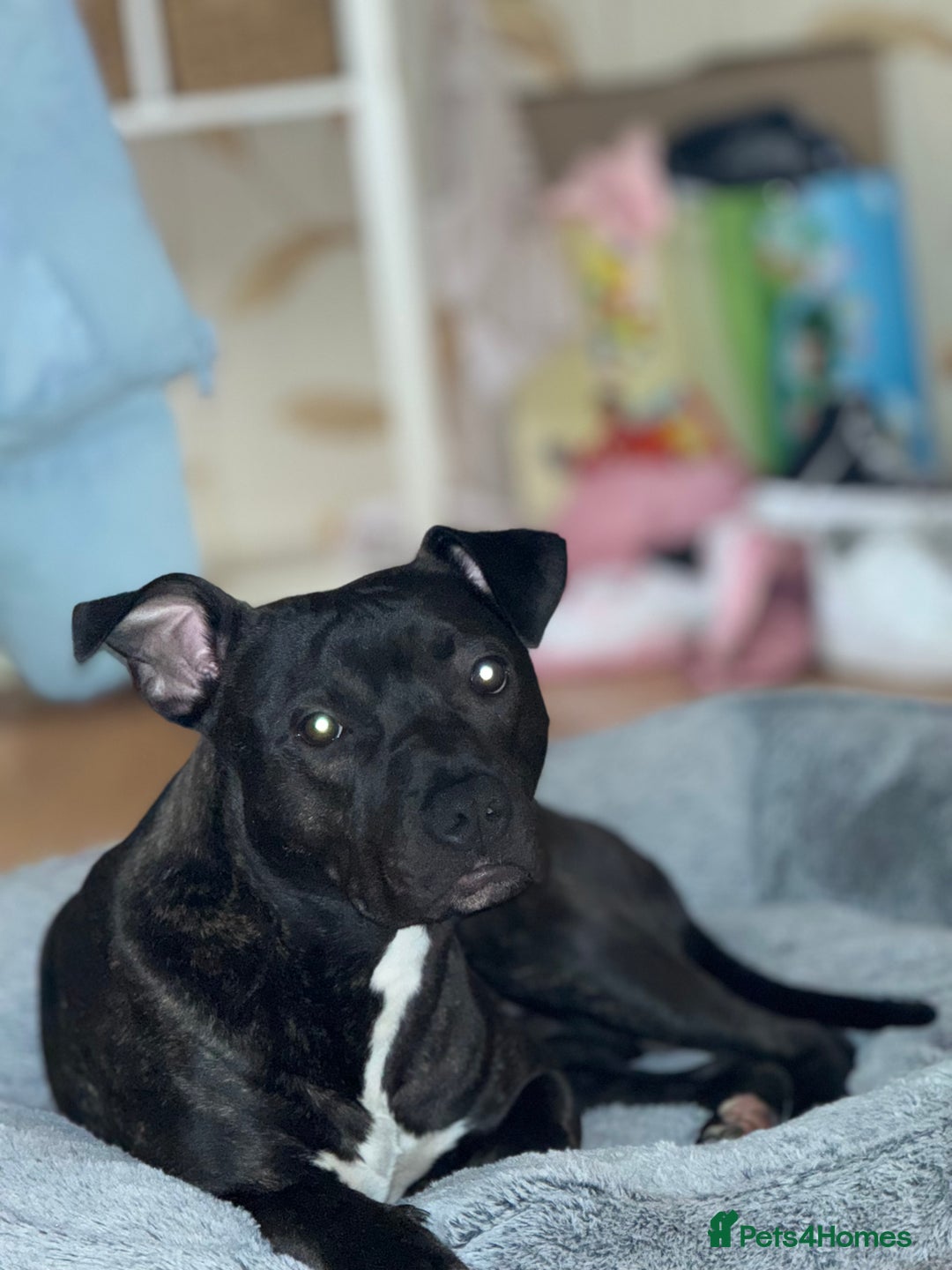 Mixed Breed dogs for sale: Staffy mix brindle male - Image 4