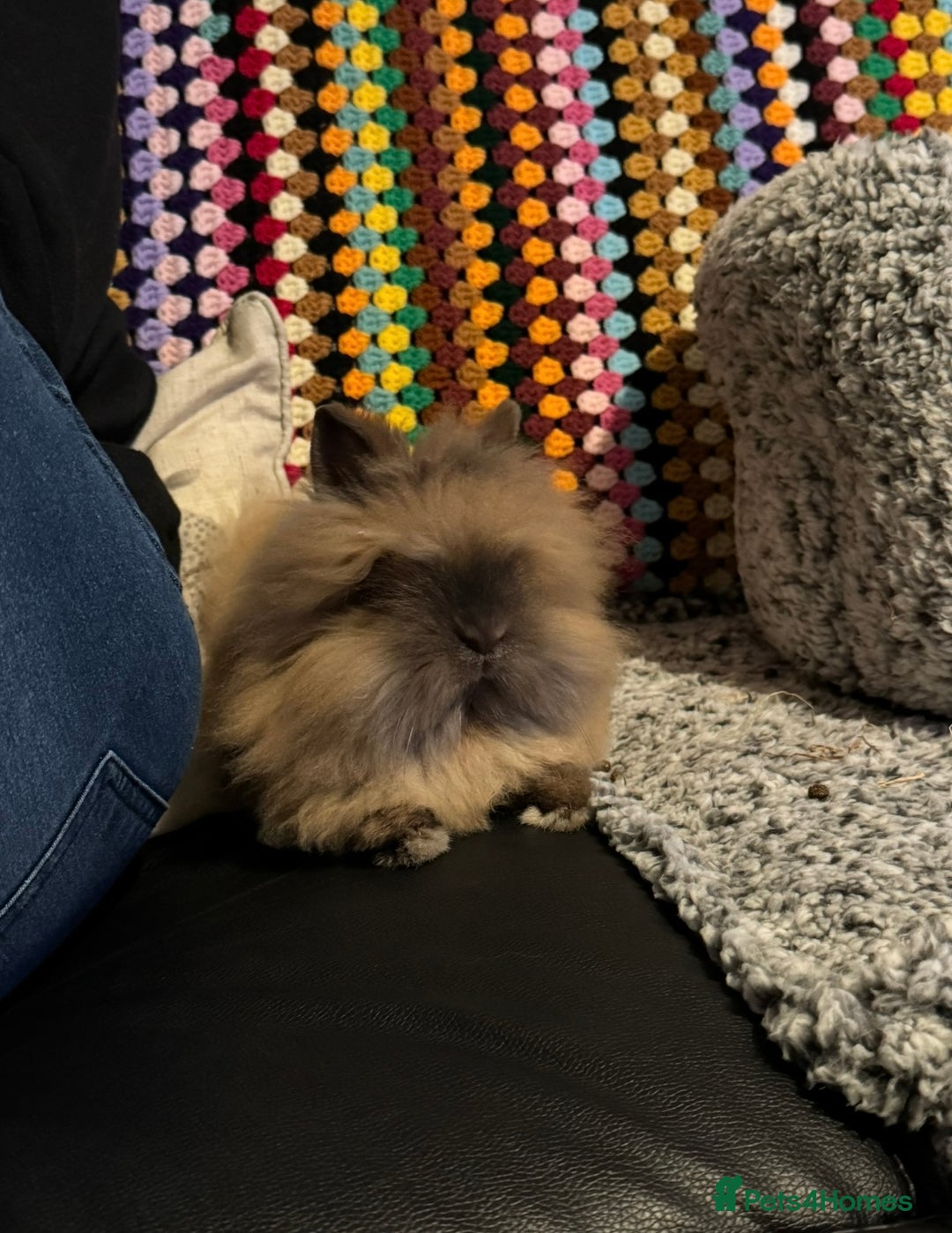 Lionhead rabbits for sale: Male Lionhead Rabbit Looking for loving home - Advert 4