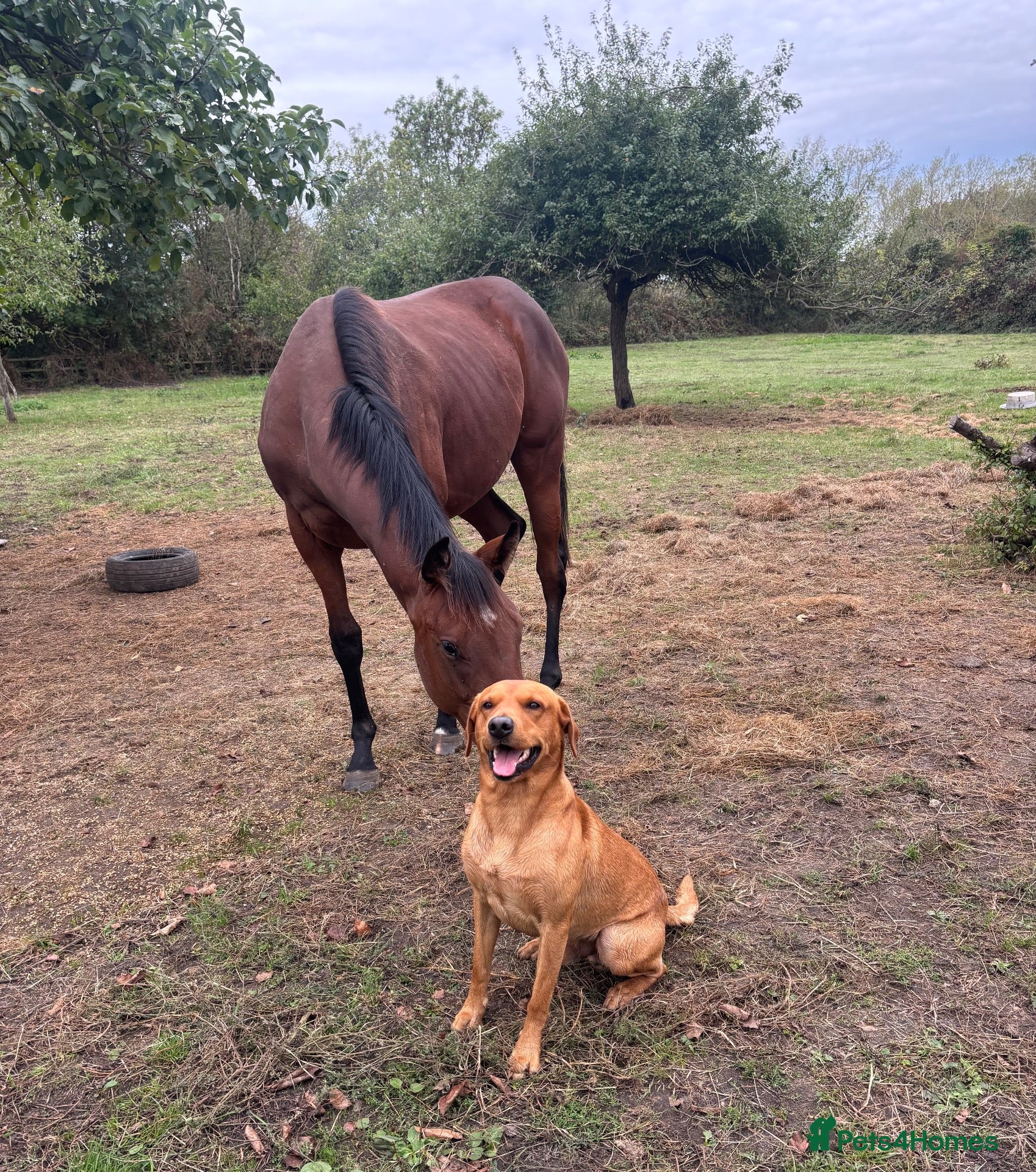 Labrador Retriever dogs KC Labrador for Stud 16 Champions in Lineage - Advert 3