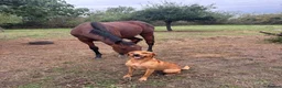 Labrador Retriever dogs for stud: KC Labrador for Stud 16 Champions in Lineage - Advert 1