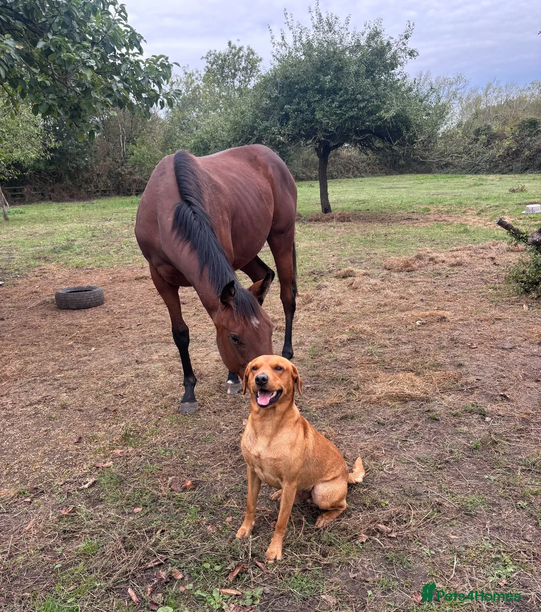 Labrador Retriever dogs for stud: KC Labrador for Stud 16 Champions in Lineage - Advert 1