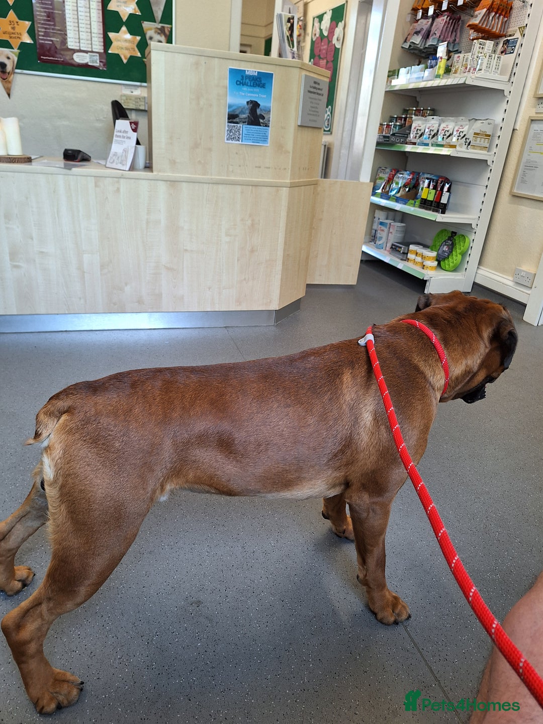 Boxer dogs for stud: KC REG BOXER STUD PROVEN. 0 HEART SCORE - Advert 6