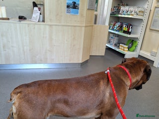 Boxer dogs BOXER STUD PROVEN. 0 HEART SCORE - Advert 8