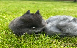 Netherland Dwarf rabbits for sale: 2 Beautiful Netherland dwarf pairs £1OO - Image 5