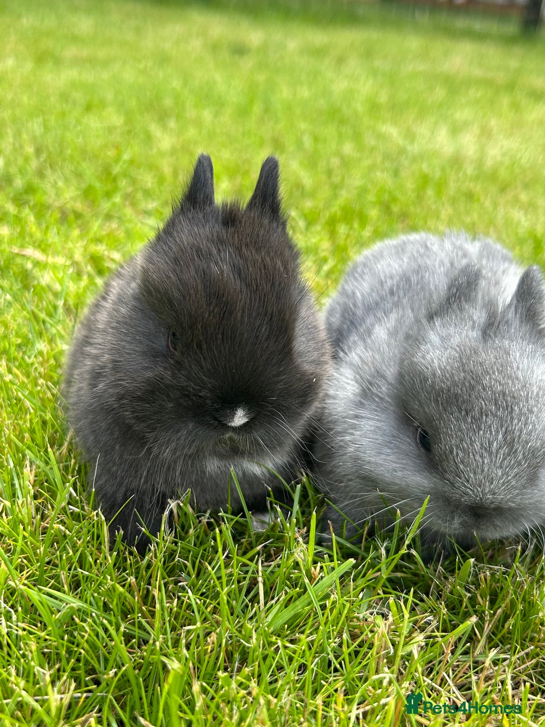 Netherland Dwarf rabbits for sale: 2 Beautiful Netherland dwarf pairs £1OO - Image 5