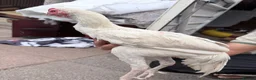 Chickens poultry for sale: Shamo Aseel male - Advert 2