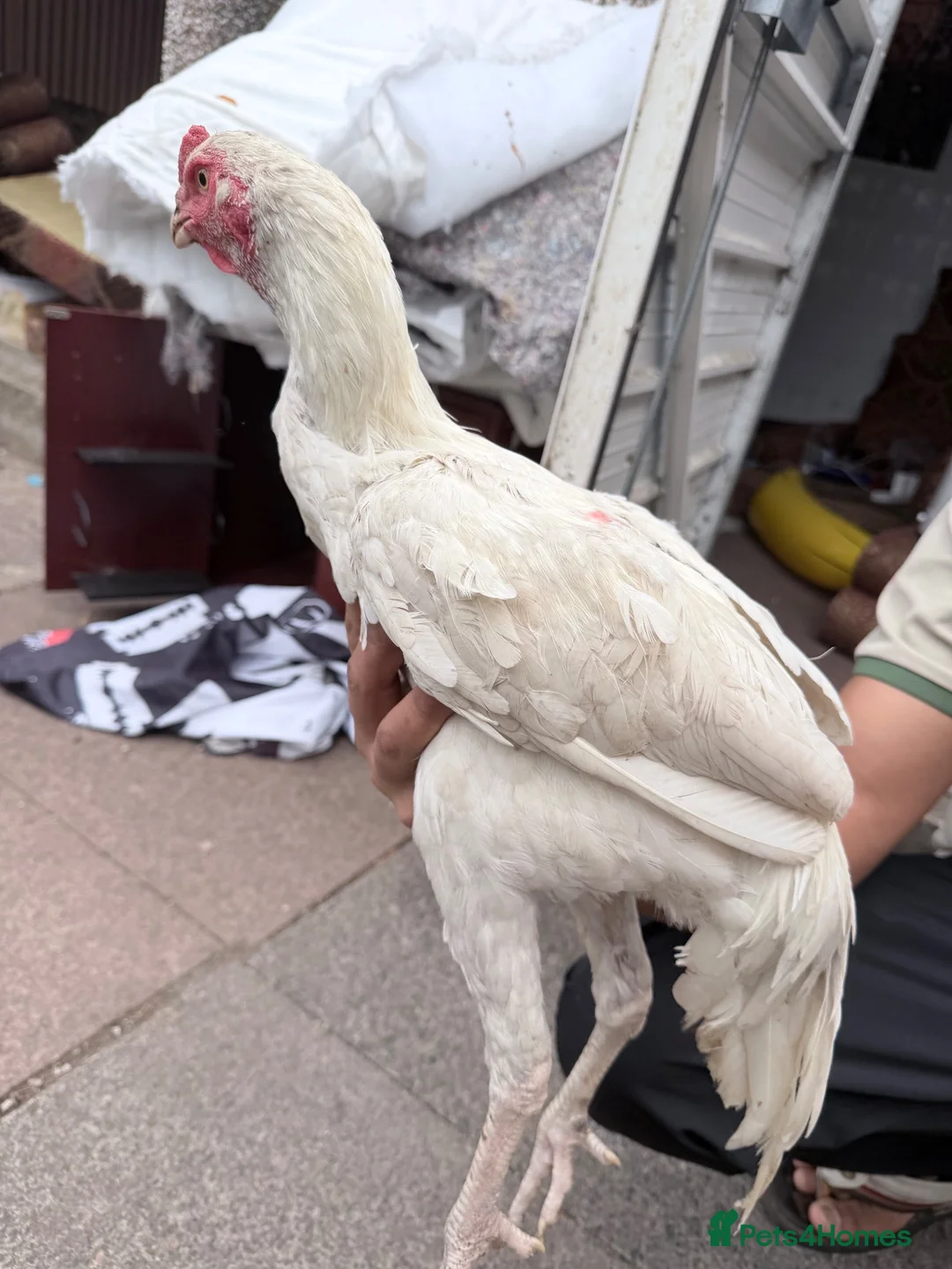 Chickens poultry for sale: Shamo Aseel male - Advert 2