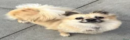 Pomchi dogs for sale: Beautiful pomchi female  - Advert 10