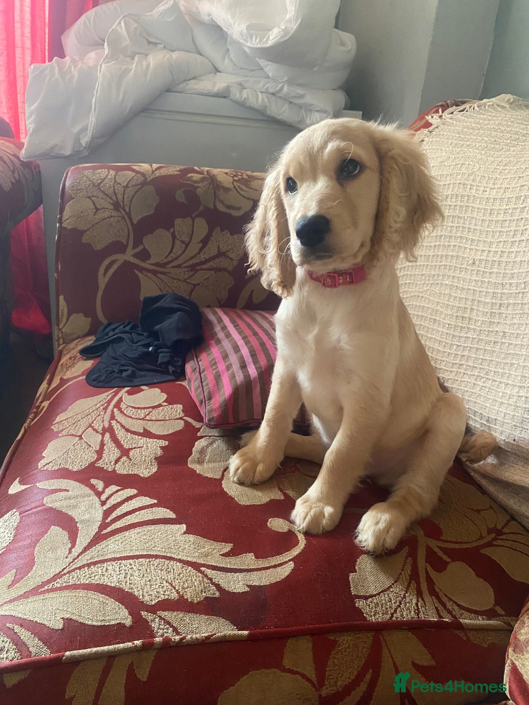 Mixed Breed dogs for sale: Beautiful cocker doodle bitch  - Advert 3