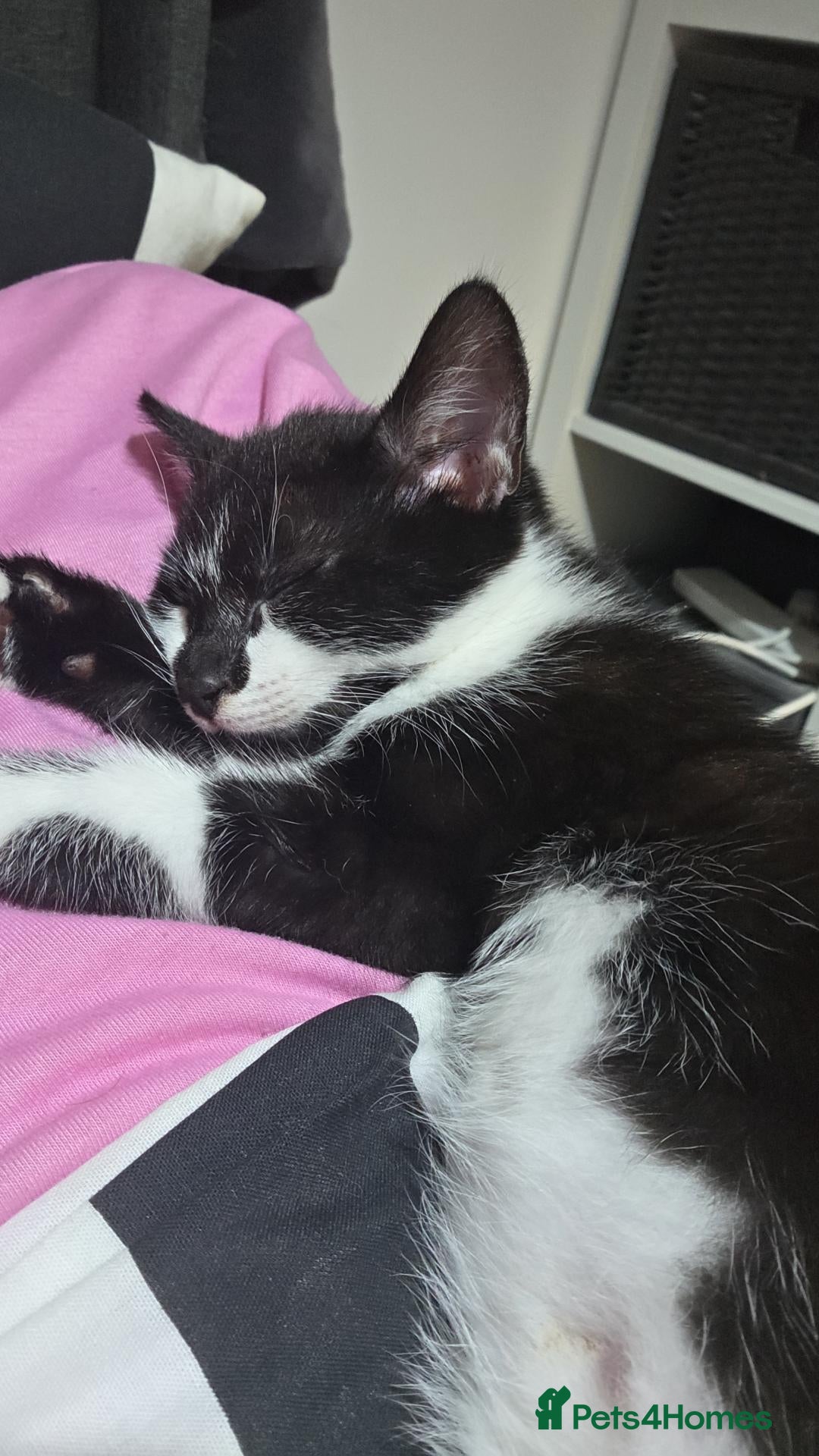 Mixed Breed cats Kitten for sale  - Advert 1