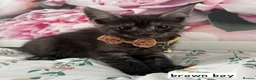 Ragcoon cats for sale: Beautiful Ragcoons  - Advert 2