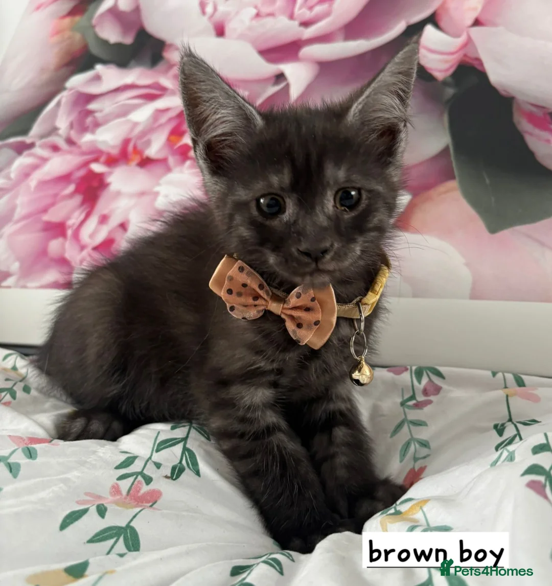 Ragcoon cats for sale: Beautiful Ragcoons  - Advert 2