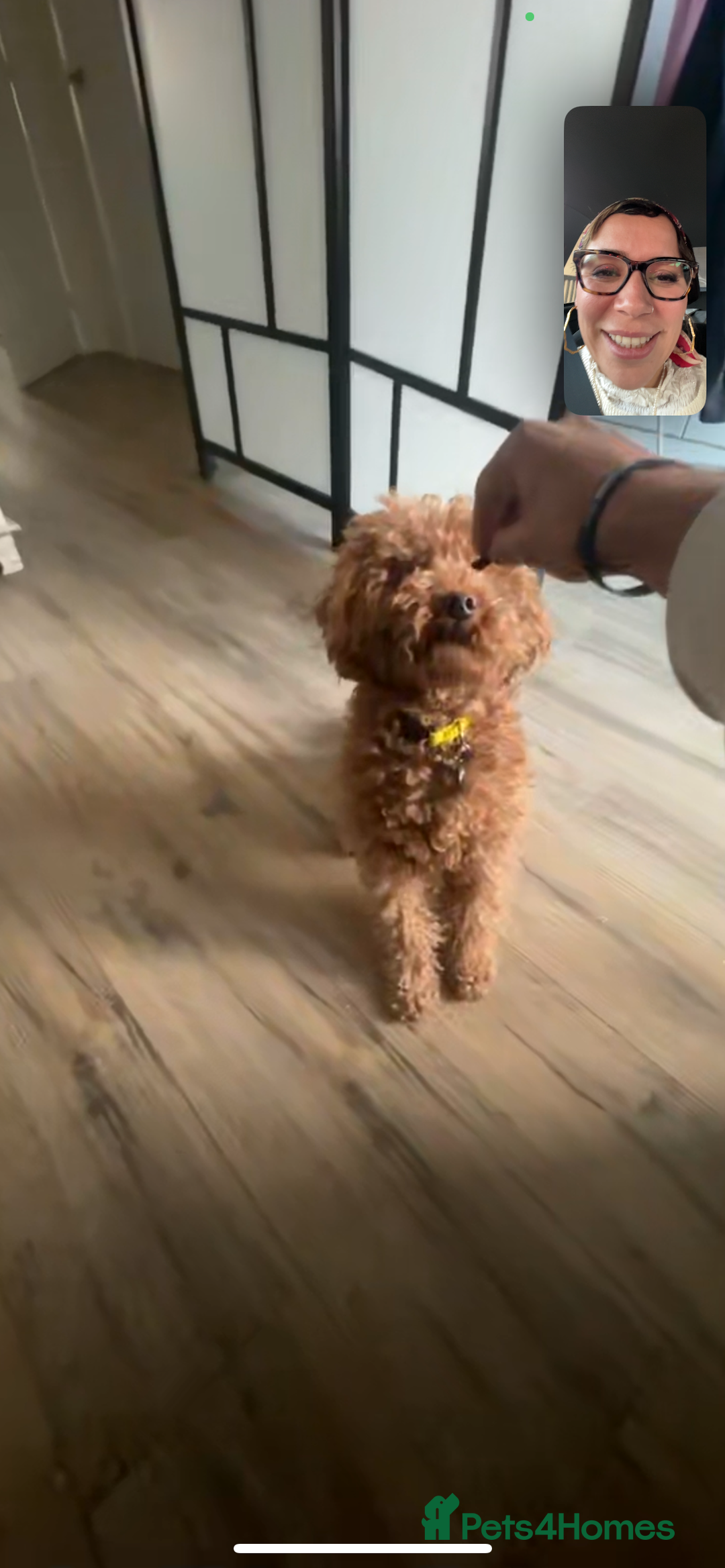 Toy Poodle dogs for stud: Simba as a Stud - Image 4
