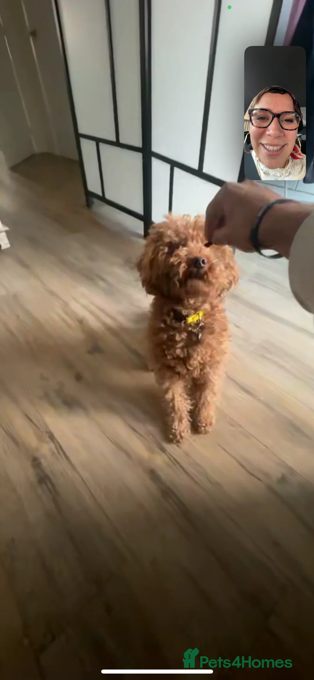 Toy Poodle dogs for stud: Simba as a Stud (born 28th March 2022) - Advert 4