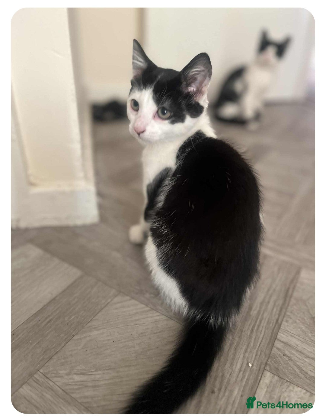 Mixed Breed cats for sale: 2 lovely kittens - Advert 2