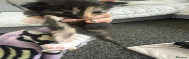 Maine Coon Kitten 2