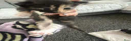 Maine Coon cats for sale: Maine coon mix  in Telford - Advert 3