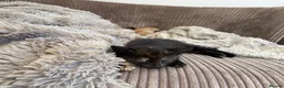 Mixed Breed cats for sale: 3 beautiful purebred tortoiseshell kittens  - Advert 6