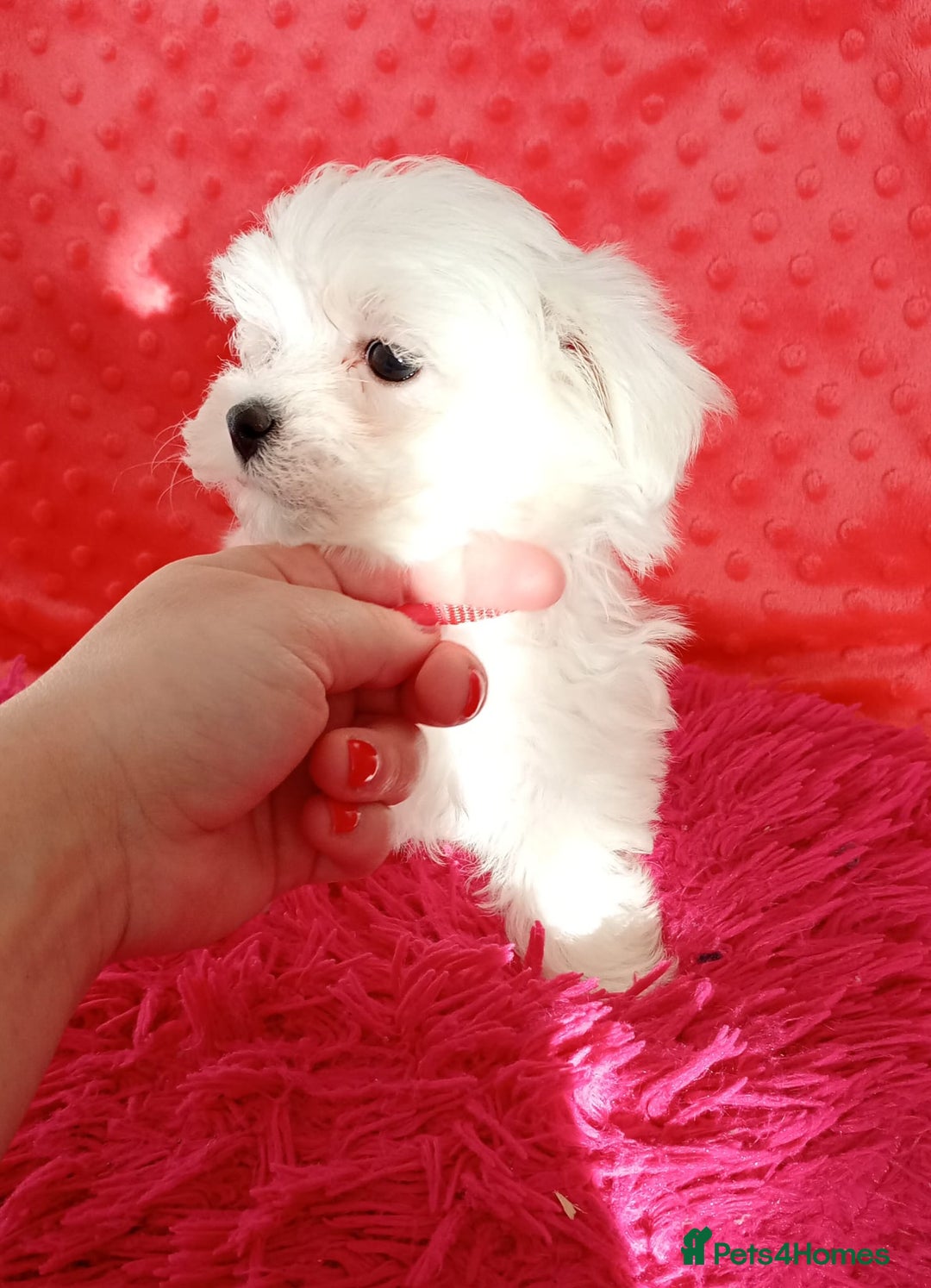 Maltese dogs for sale: Last one Tiny Maltese Boy. Ready now.New pictures - Advert 20