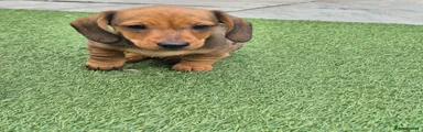 Miniature Dachshund 3