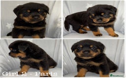 Rottweiler dogs for sale: **Stunning Rottweiler Puppies** - Image 3