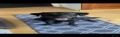 Mixed Breed 1