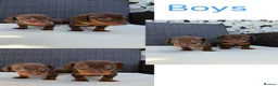 Miniature Dachshund dogs for sale: Miniture long haired dachshunds  in Kidderminster - Advert 7