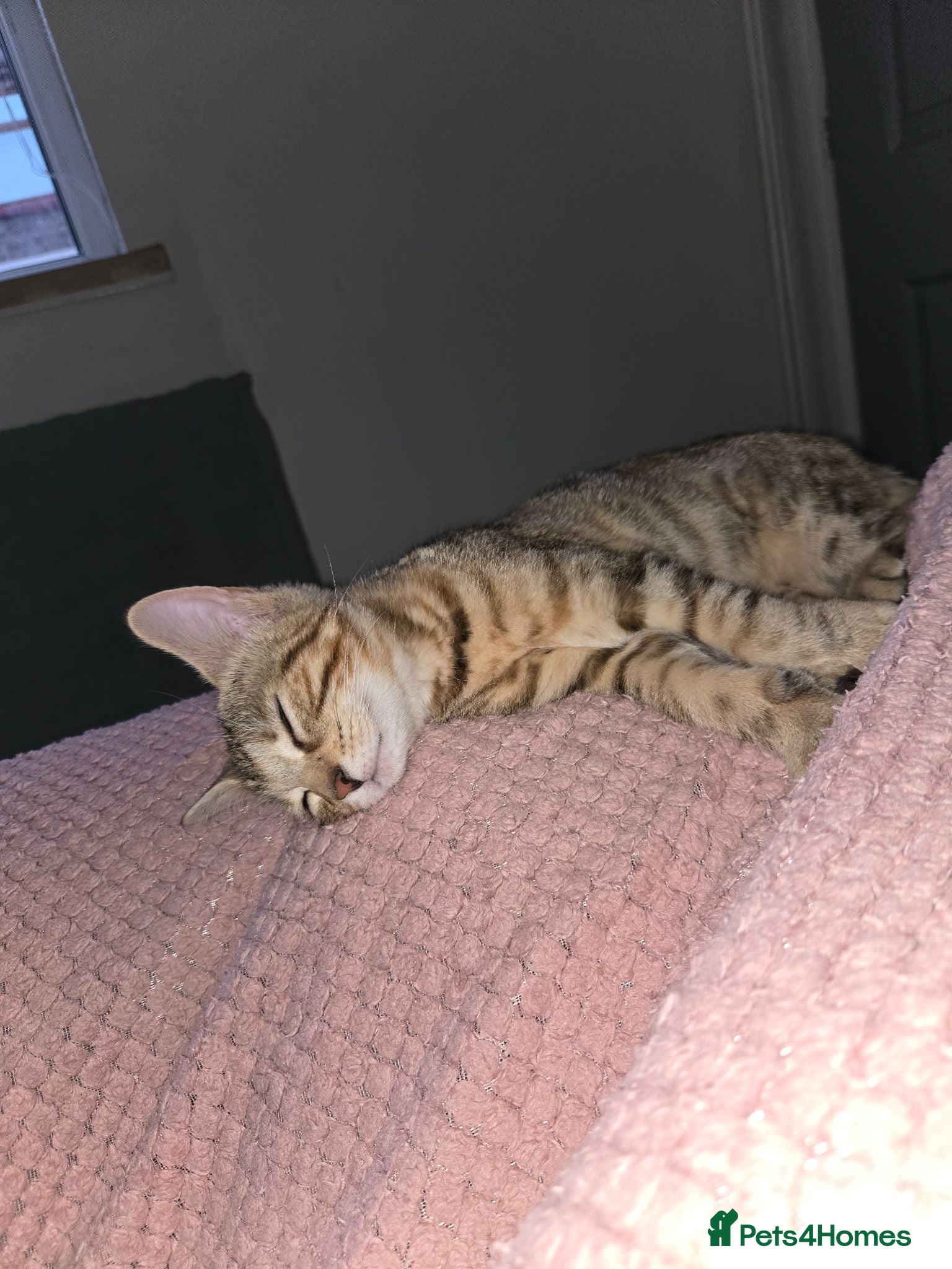Mixed Breed cats Beautiful kitten - Advert 3