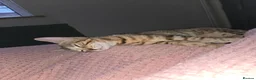 Mixed Breed cats for sale: Beautiful kitten - Advert 1