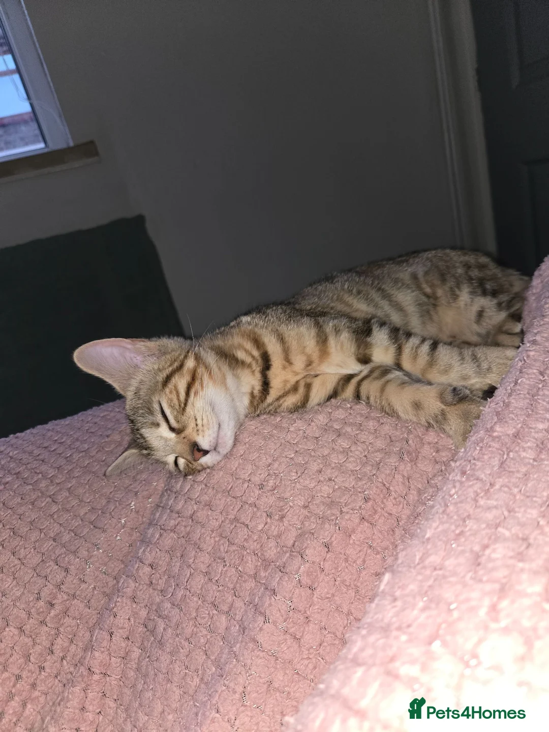 Mixed Breed cats for sale: Beautiful kitten - Advert 1