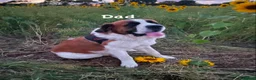 Saint Bernard dogs for sale: Saint Bernard‘s puppies - Advert 4