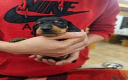 Miniature Dachshund dogs for sale: KC Registered Miniature Dachshund Puppies - Image 2