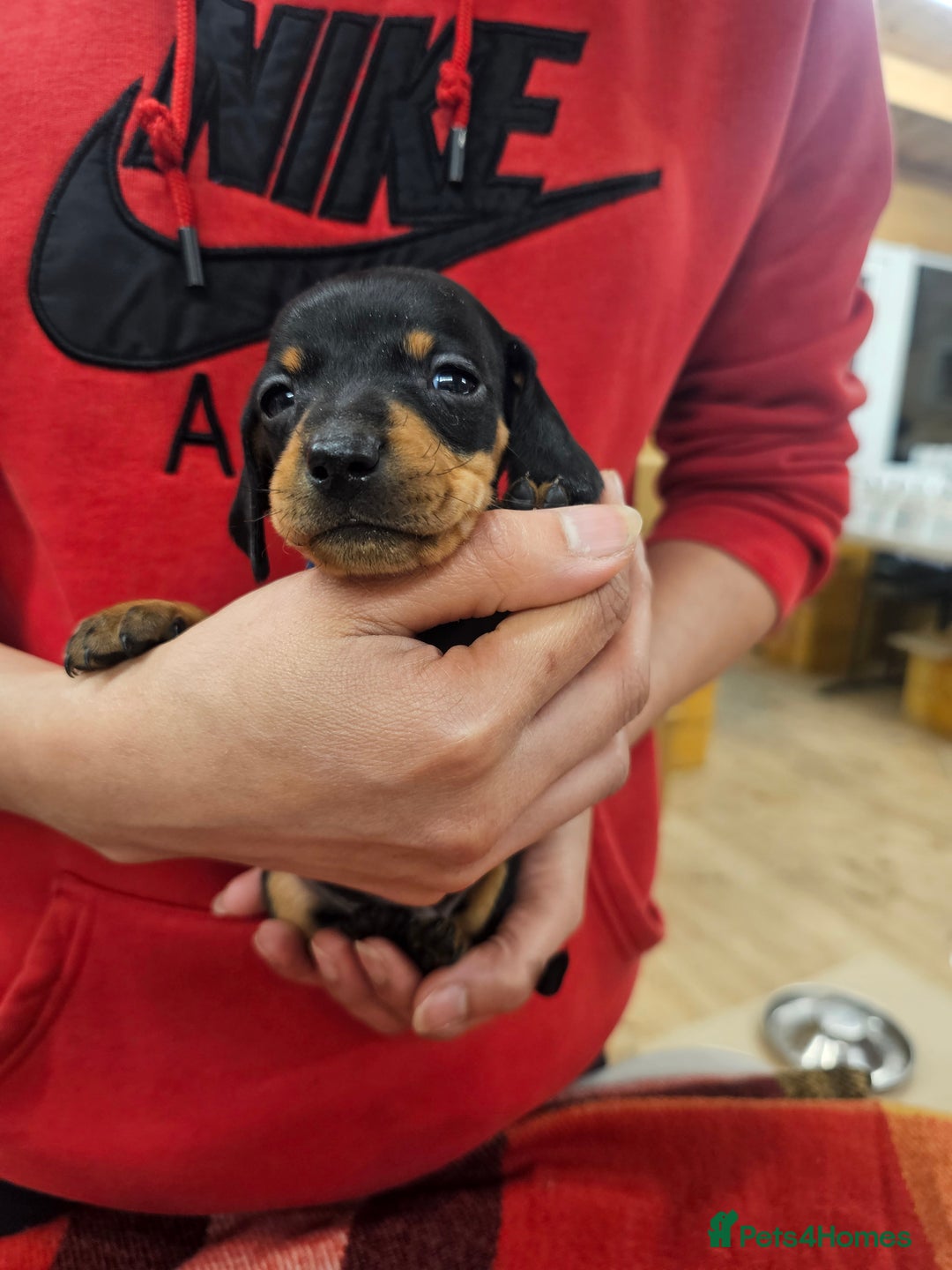 Miniature Dachshund dogs for sale: KC Registered Miniature Dachshund Puppies - Image 2