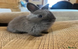 Netherland Dwarf rabbits for sale: Stunning Netherland Dwarf boys - Image 2