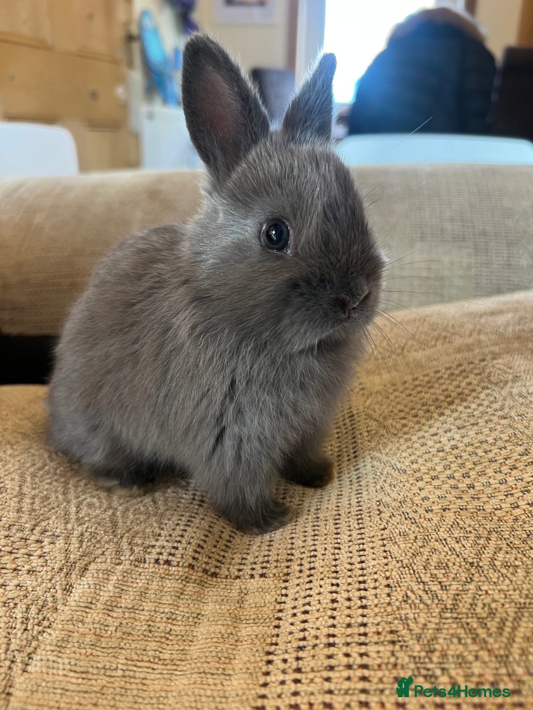 Netherland Dwarf rabbits for sale: Stunning Netherland Dwarf boys - Image 2