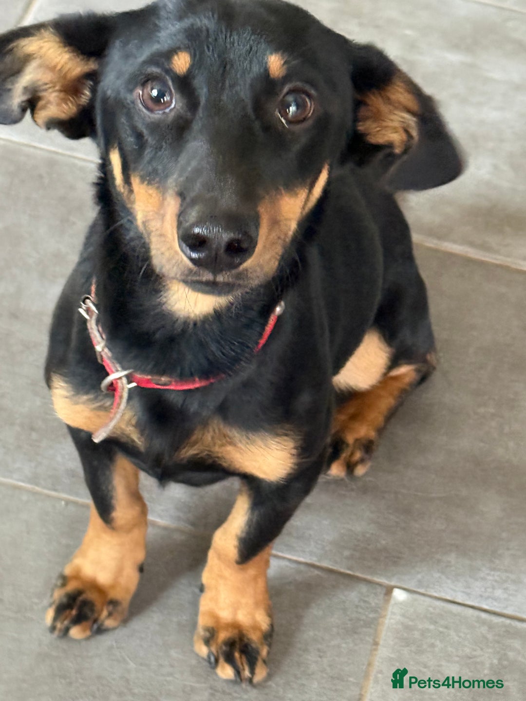 Dachshund dogs for adoption: Rocky needs Love  - Advert 2