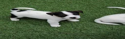 Jack Russell dogs for sale: BEAUTIFUL JACK RUSSELL PUPPIES AVAILABLE - Advert 1