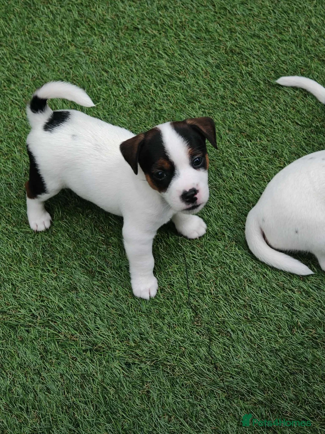 Jack Russell dogs for sale: BEAUTIFUL JACK RUSSELL PUPPIES AVAILABLE - Advert 1