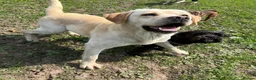 Labrador Retriever dogs for sale: 💛CHUNKY YELLOW LABS DUE 11TH SEPT💛 - Advert 6
