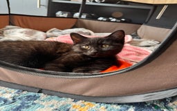 Mixed Breed cats for sale: Adorable Black / Brown Female Kitten, ready now. - Image 2