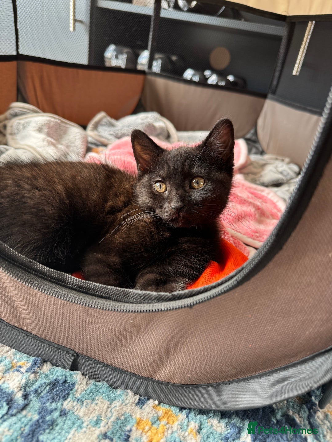 Mixed Breed cats for sale: Adorable Black / Brown Female Kitten, ready now. - Image 2