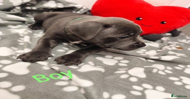 Staffordshire Bull Terrier dogs - Advert 3