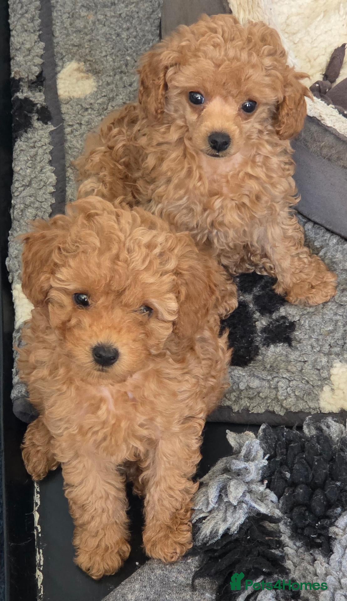 Toy Poodle dogs READY NOW  beautiful girls  - Advert 2