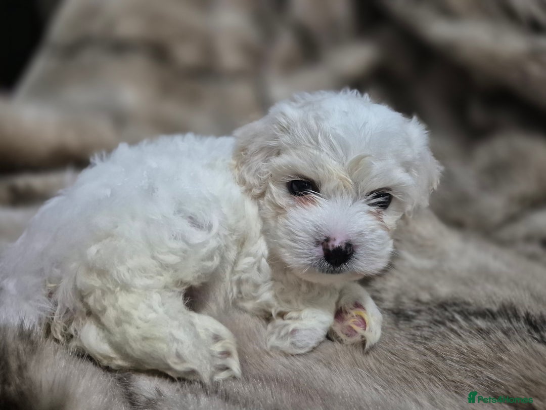 Maltese dogs for sale: K1 Beautiful Maltese puppies  - Advert 24