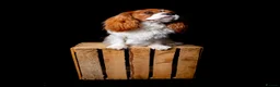 Cavalier King Charles Spaniel dogs for stud: KC REG CHAMPION SIRED HEALTH TESTED CLEAR CAV STUD in Hoddesdon - Advert 9