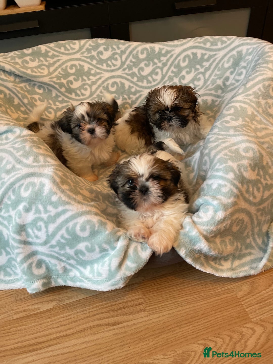 Shih Tzu dogs for sale: Shihtzu  puppies for sale  - Image 8