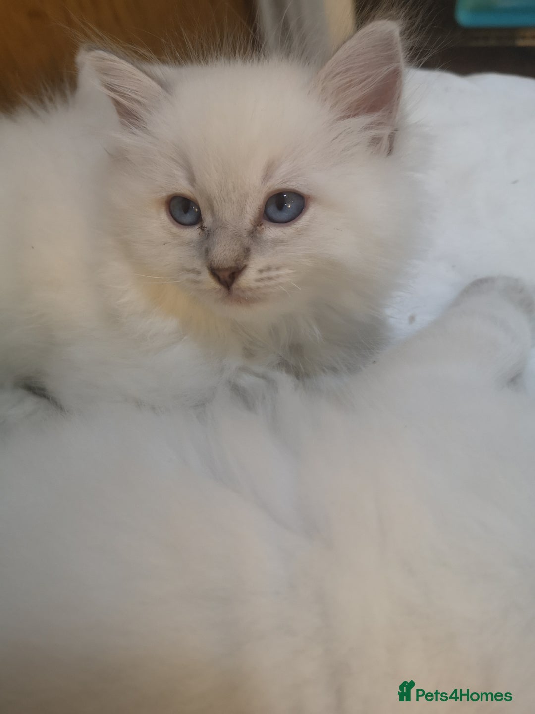 Ragdoll cats for sale: Ragdoll Chunky Boys!  - Advert 12