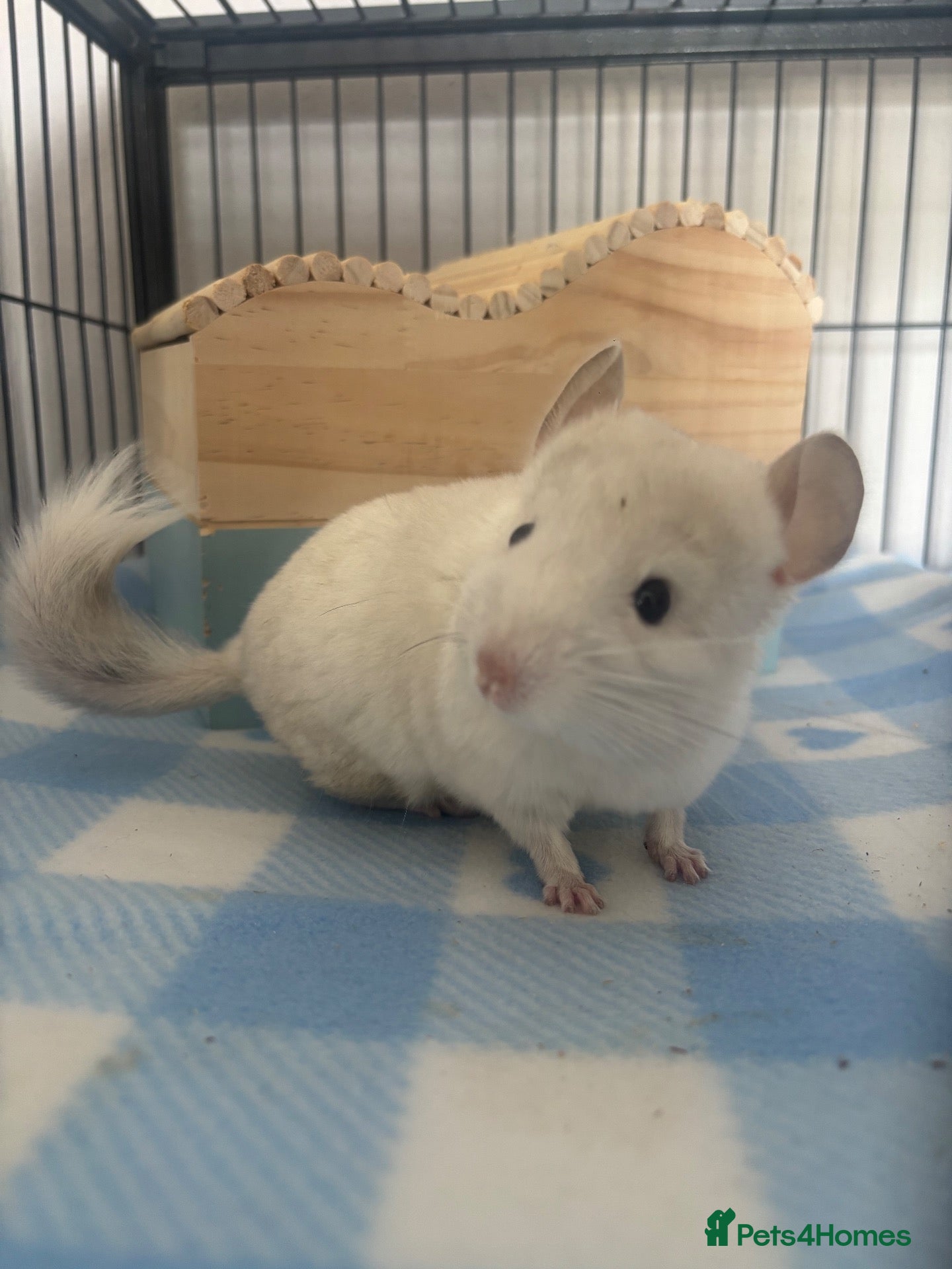 Chinchilla rodents Male Baby White Mosaic Chinchilla  - Advert 10