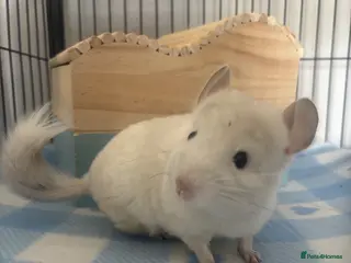 Chinchilla rodents Male Baby White Mosaic Chinchilla - Advert 16
